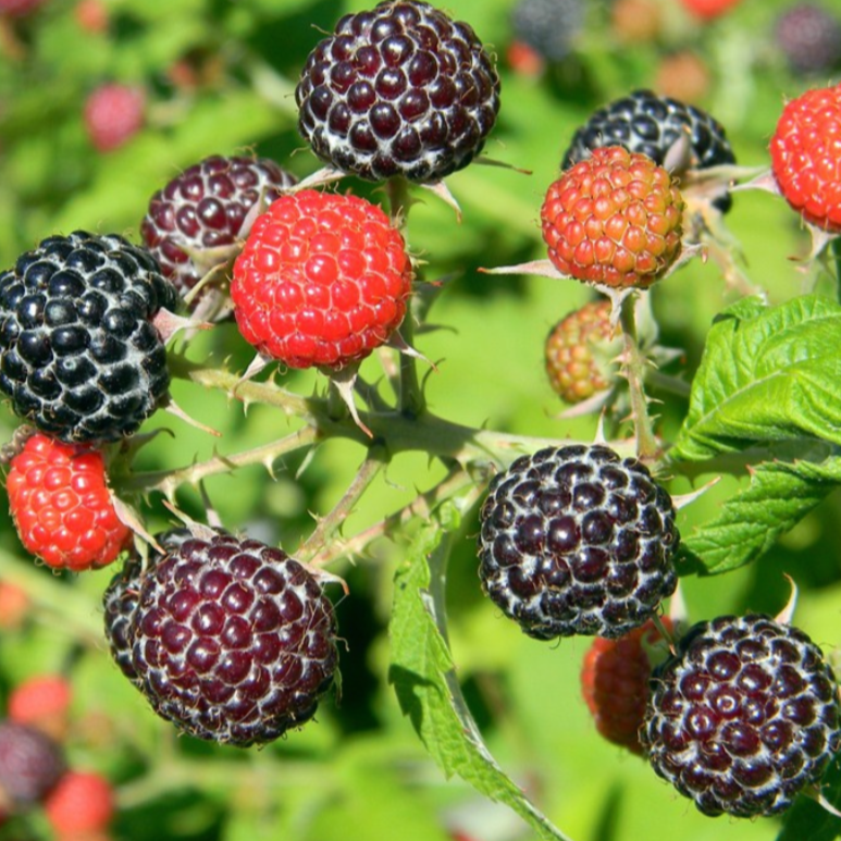 Rubus Idaeus