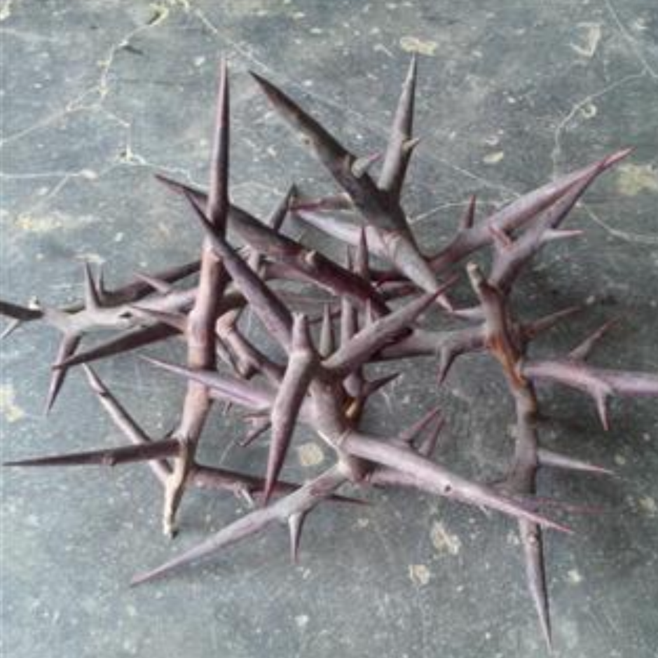 Honey Locust Thorn