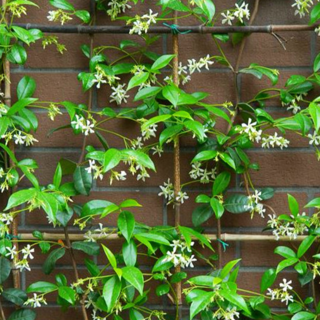 Chinese Star Jasmine