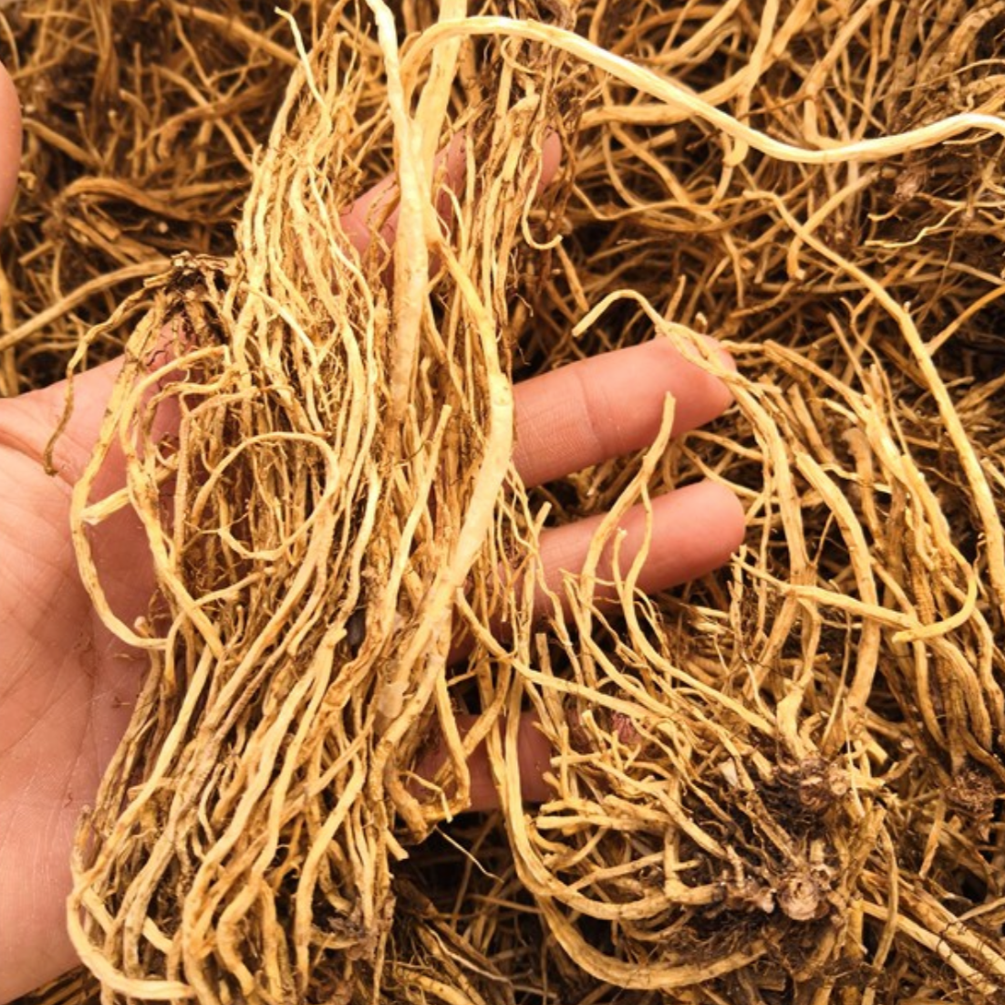 Receptaculum Nelumbinis (Chinese Gentian)