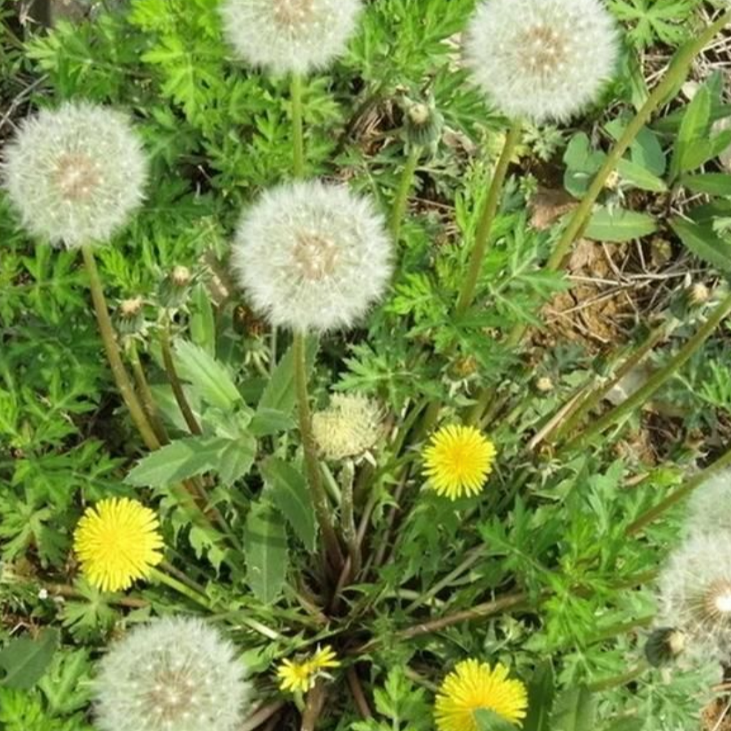 Dandelion Herb
