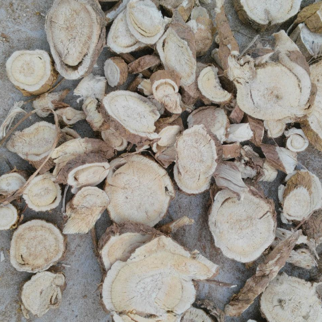 Radix Sophorae Flavescentis