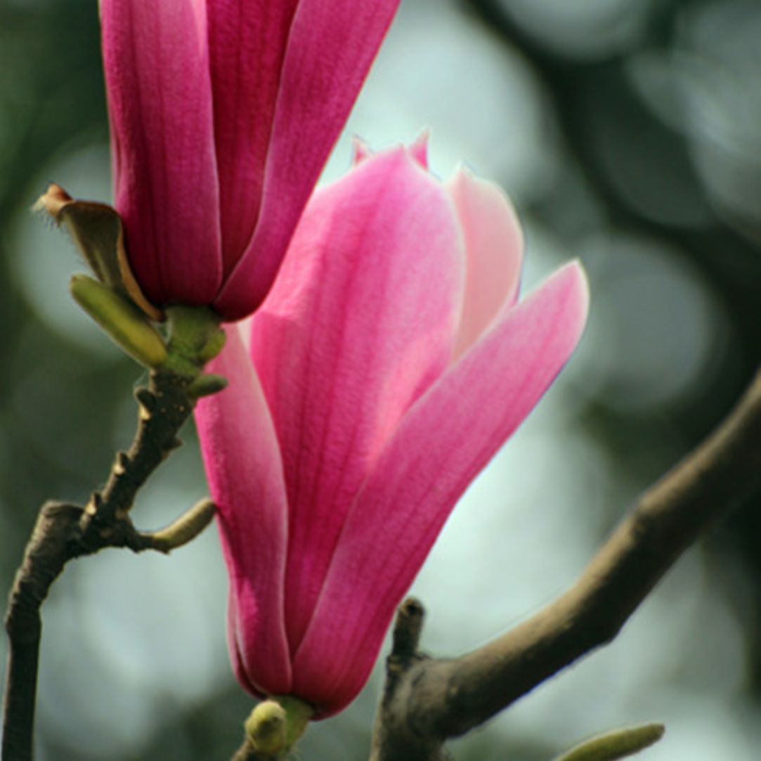 Magnolia Flower