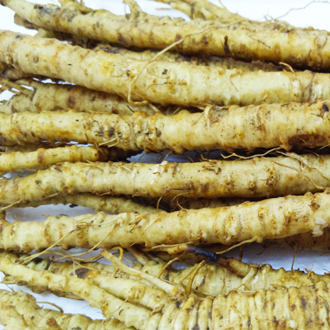 Coastal Glehnia Root