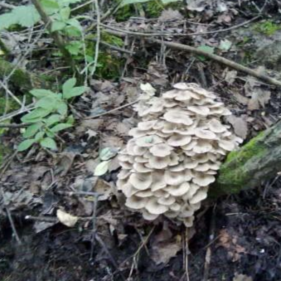 Polyporus Umbellatus