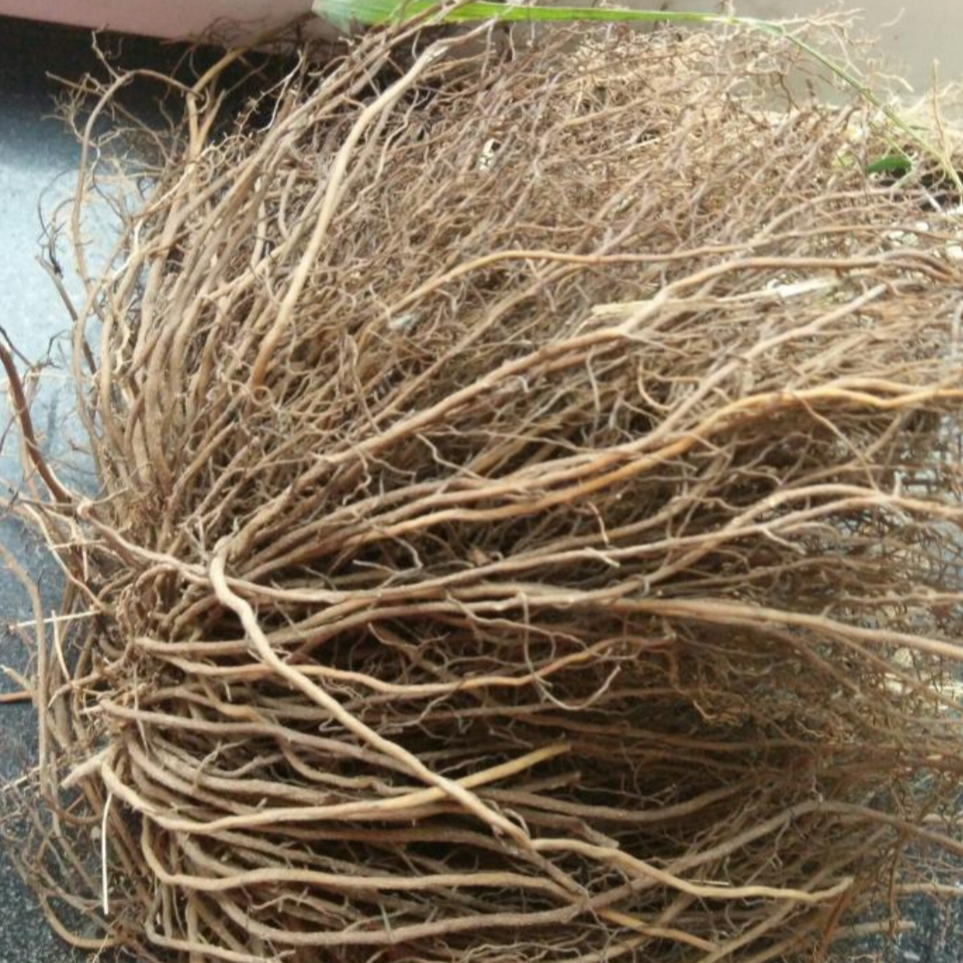 Clematis Root