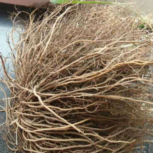 Clematis Root