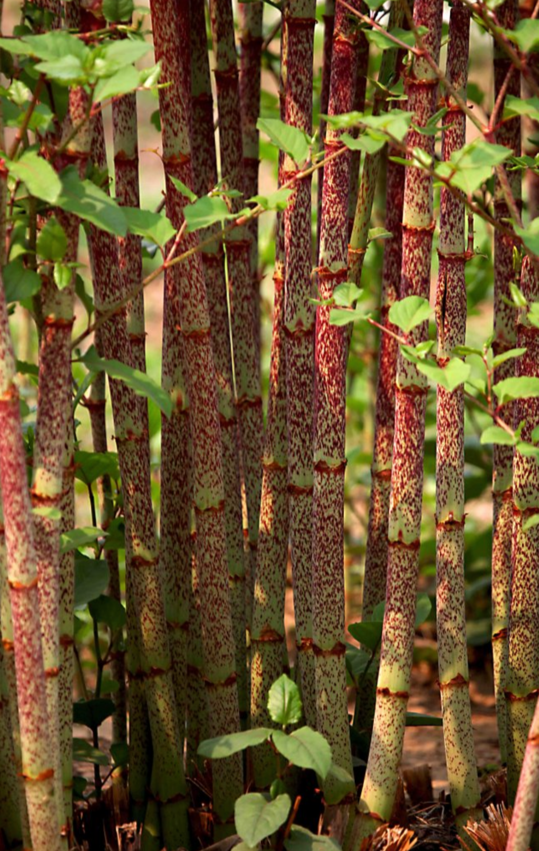 Rhizoma Polygoni Cuspidati
