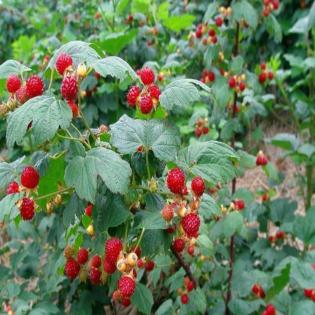 Rubus Idaeus