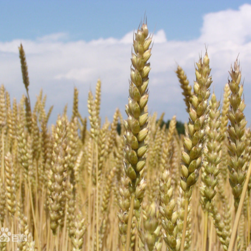 Shrivelled Wheat (Light Wheat)