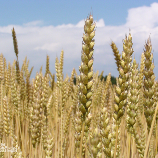Shrivelled Wheat (Light Wheat)
