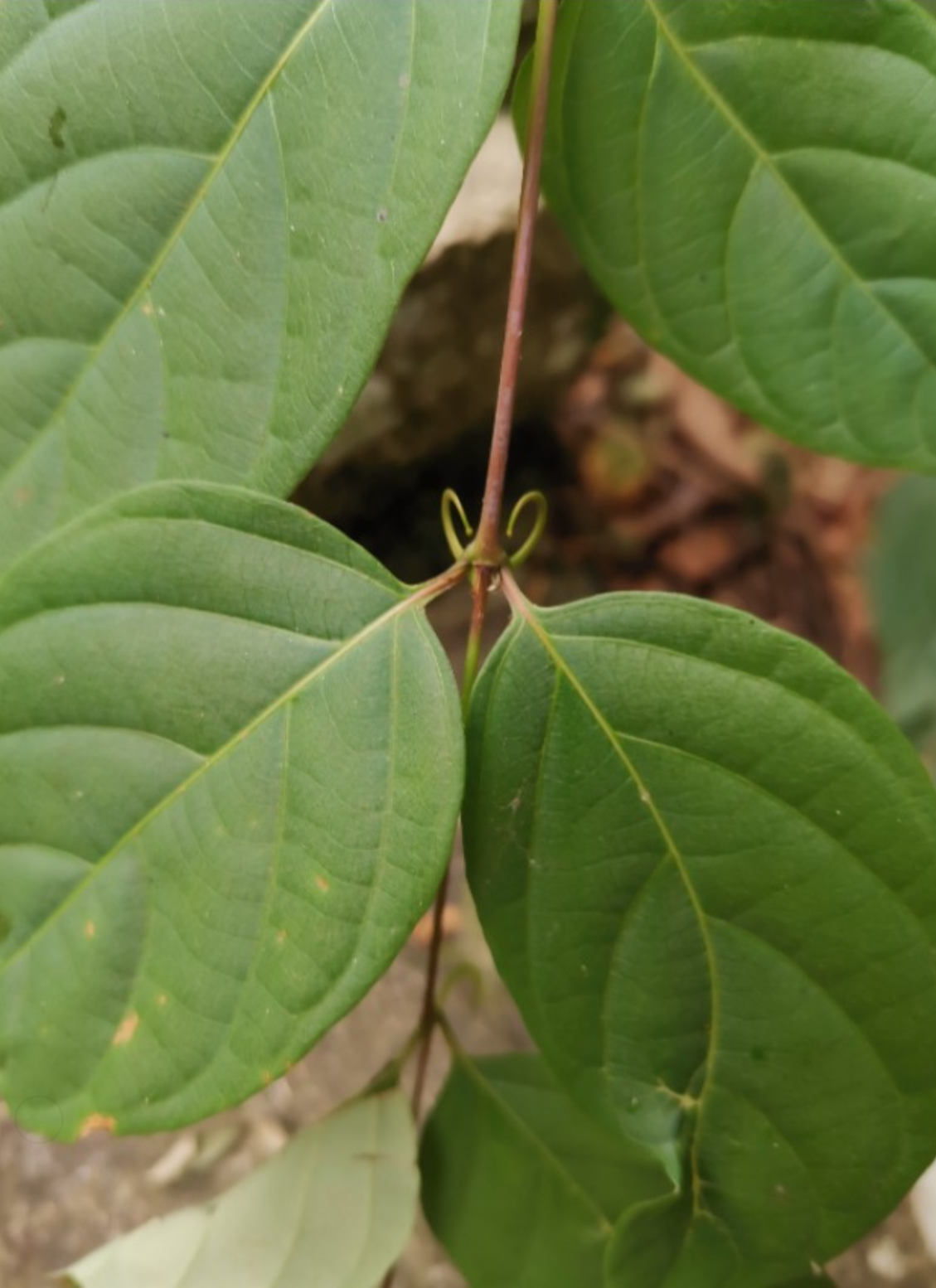 Invariably Stem with Hooks