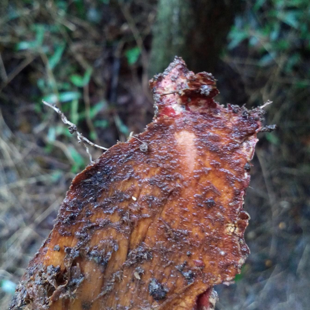 Cortex Pseudolaricis Bark