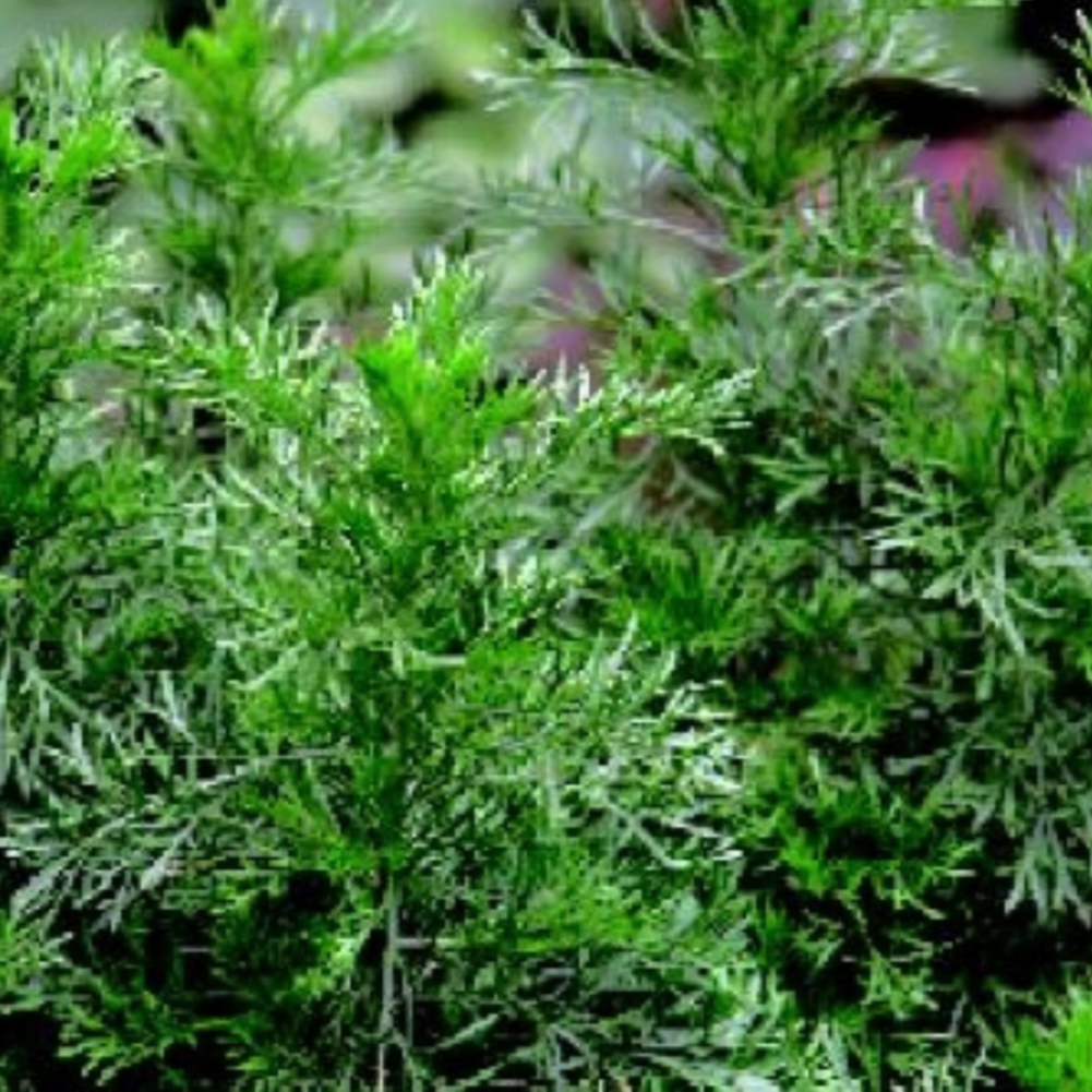 Capillary Wormwood