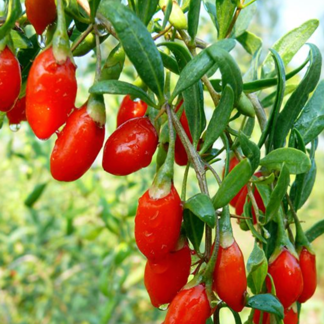 Wolfberry Fruit Gogi Berry 枸杞子